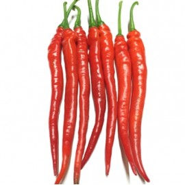 Red chilli (Kulai) 古来椒   RM 12/kg 